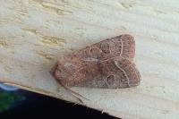 Orthosia cerasi