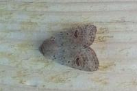 Orthosia cruda