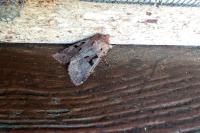 Orthosia gothica