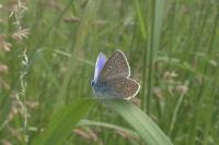 Polyommatus icarus