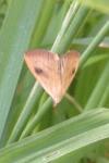 Rivula sericealis