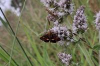 Pyrausta aurata