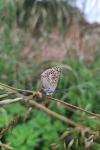 Aricia agestis
