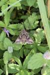Autographa gamma