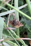 Euclidia glyphica