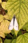 Pieris rapae