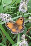 Pyronia tithonus