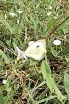 Pieris brassicae