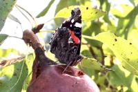 Vanessa atalanta