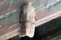 Orthosia incerta