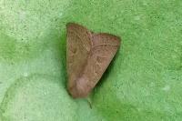 Orthosia cerasi