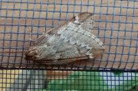 Alsophila aescularia
