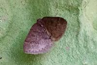 Aleucis distinctata