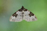 Xanthorhoe fluctuata