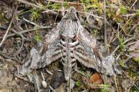 Agrius convolvuli