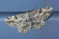 Peribatodes rhomboidaria