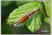 Orgyia recens