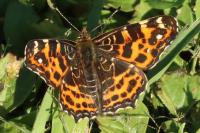 Araschnia levana