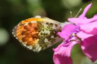 Anthocharis cardamines