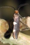 Incurvaria masculella