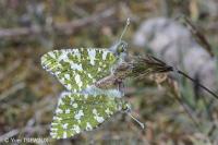 Euchloe crameri