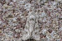 Xylocampa areola