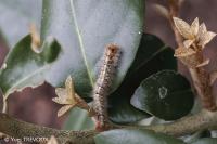 Lasiocampa quercus