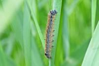 Malacosoma neustria