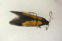 Schiffermuelleria schaefferella