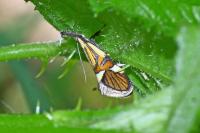 Alabonia geoffrella