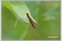Nematopogon adansoniella