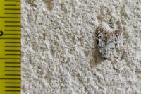 Nola cicatricalis