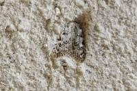 Nola cicatricalis