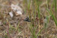 Eurrhypis pollinalis