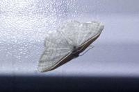 Idaea subsericeata