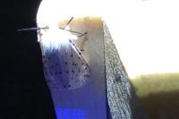 Spilosoma lubricipeda