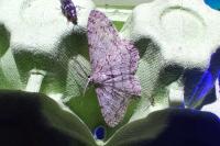 Hypomecis punctinalis