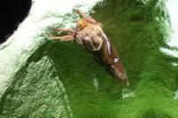 Korscheltellus lupulinus