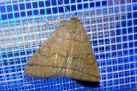 Herminia tarsicrinalis