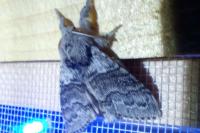 Calliteara pudibunda