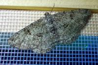 Peribatodes rhomboidaria