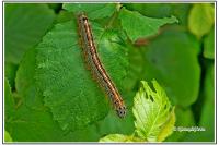 Malacosoma neustria