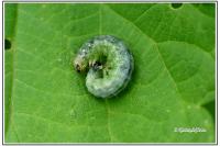 Patania ruralis
