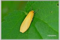 Wittia sororcula