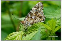 Vanessa cardui