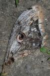 Saturnia pyri