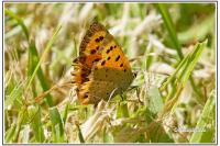 Lycaena phlaeas
