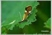 Alabonia geoffrella