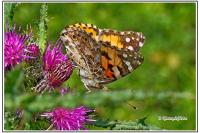 Vanessa cardui