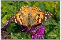 Vanessa cardui